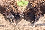 Headbutting Bison_25002